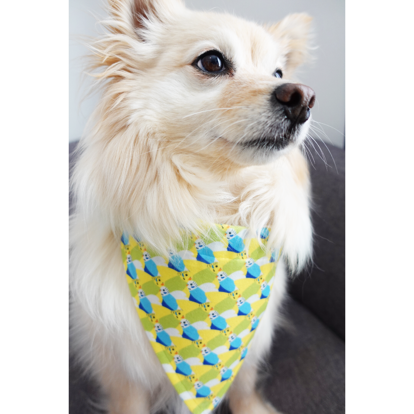 Budgie BOOM Dog Bandana