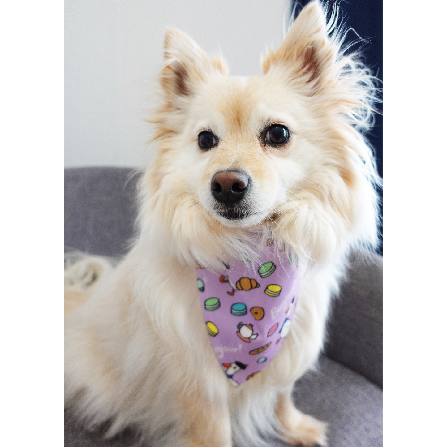 French Cafe Dog Bandana