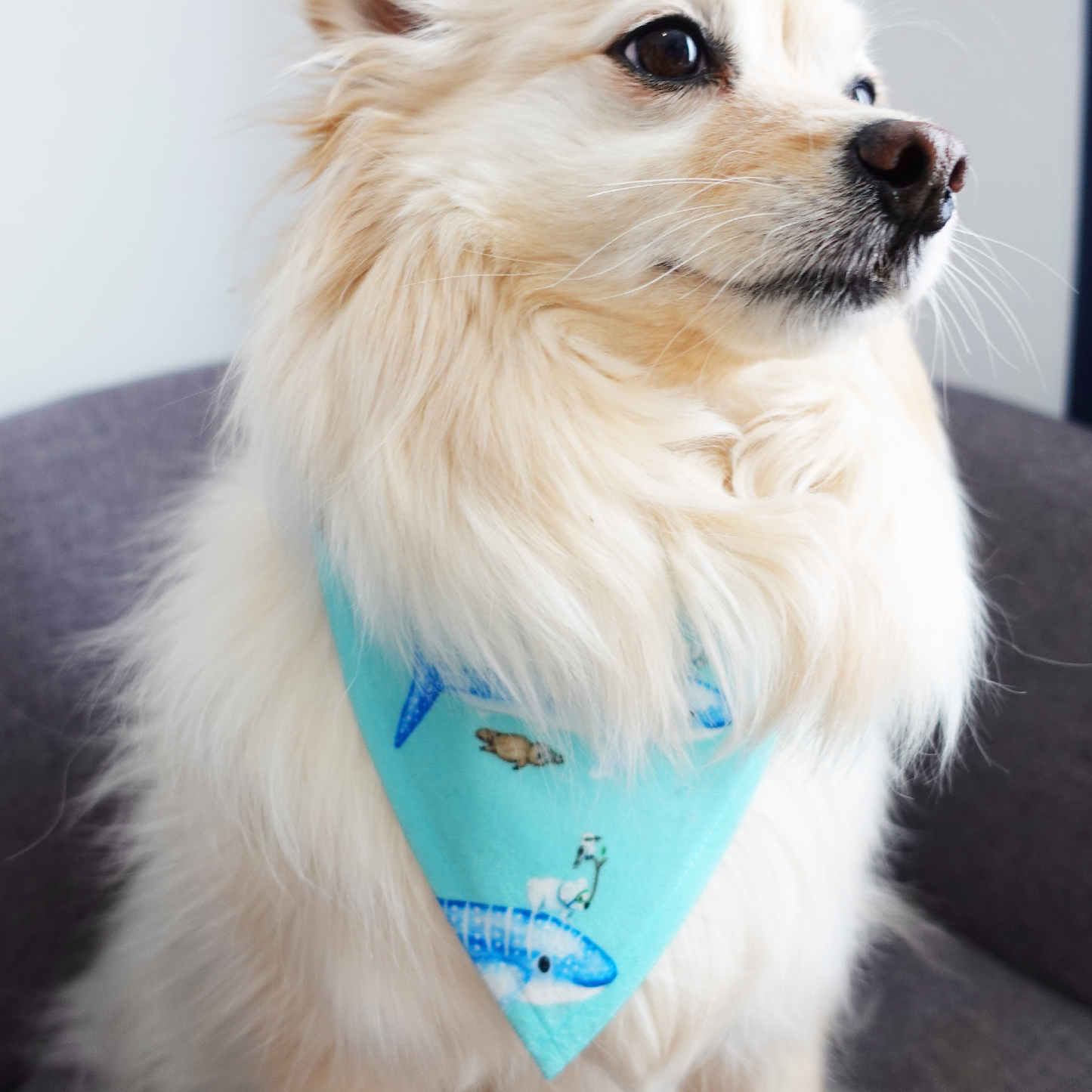 Ocean Adventures Dog Bandana