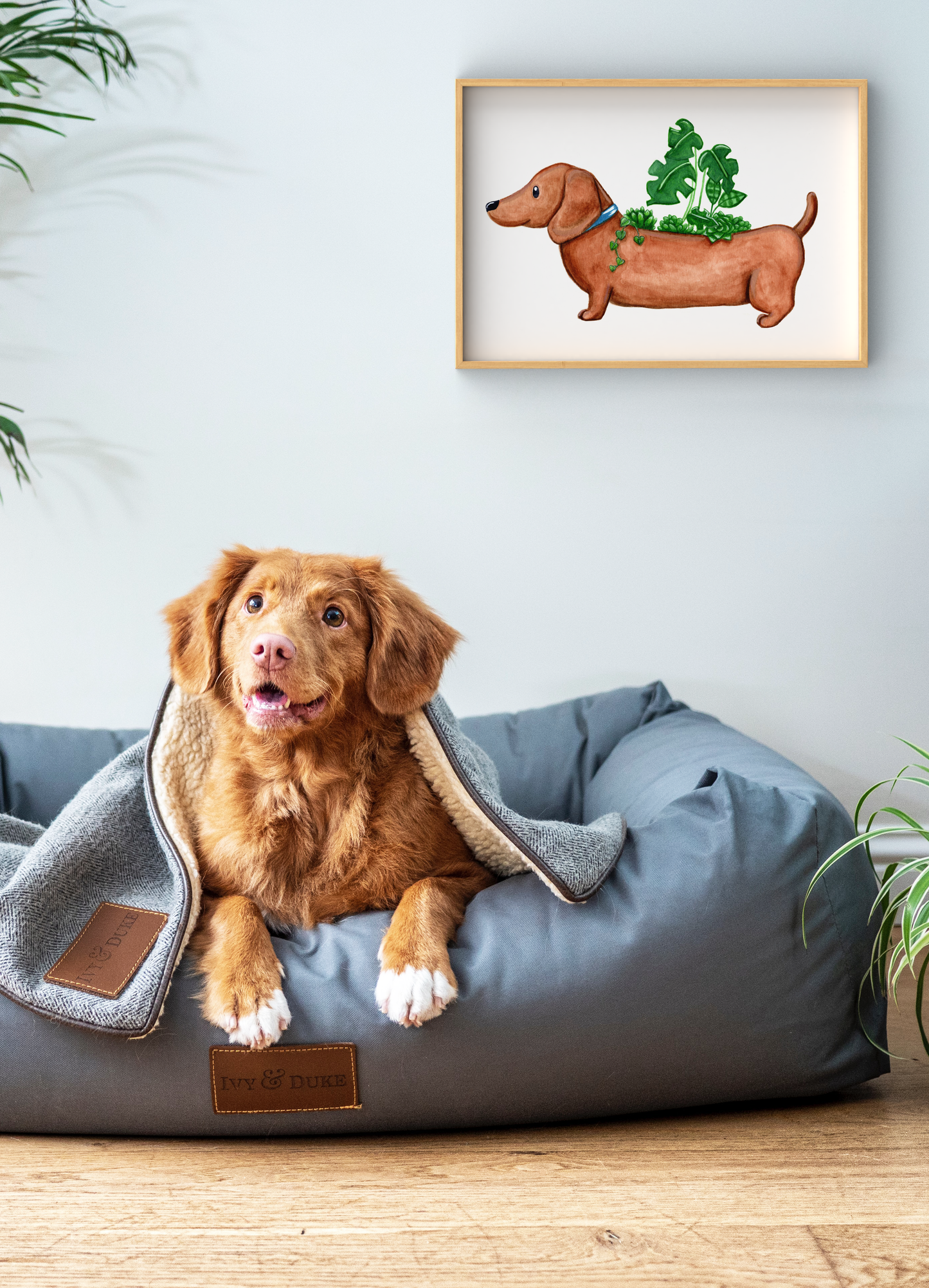 Indoor Plants with Sausage Dog Dachshund Wall Art Print